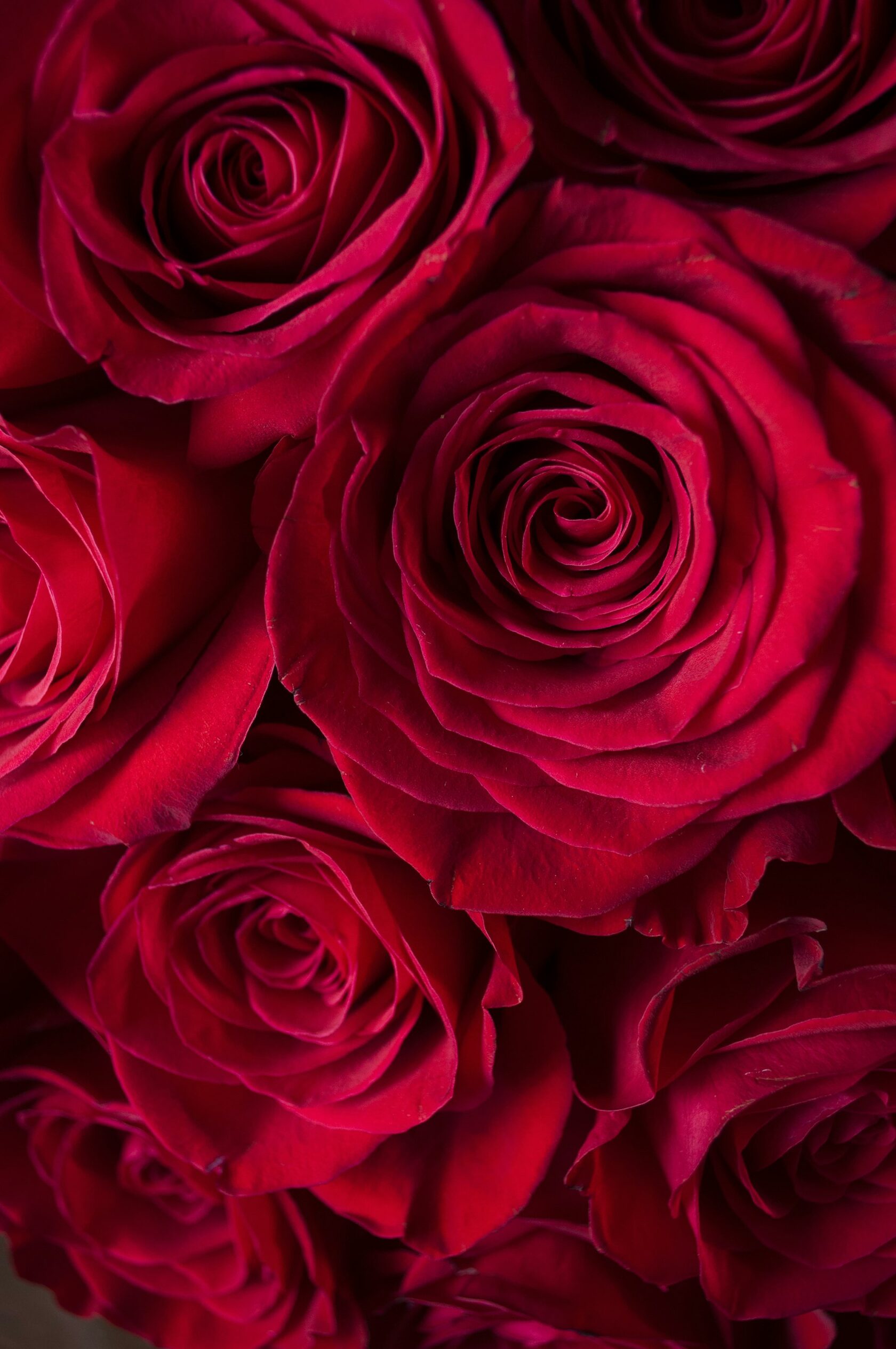 Red roses grown under glass