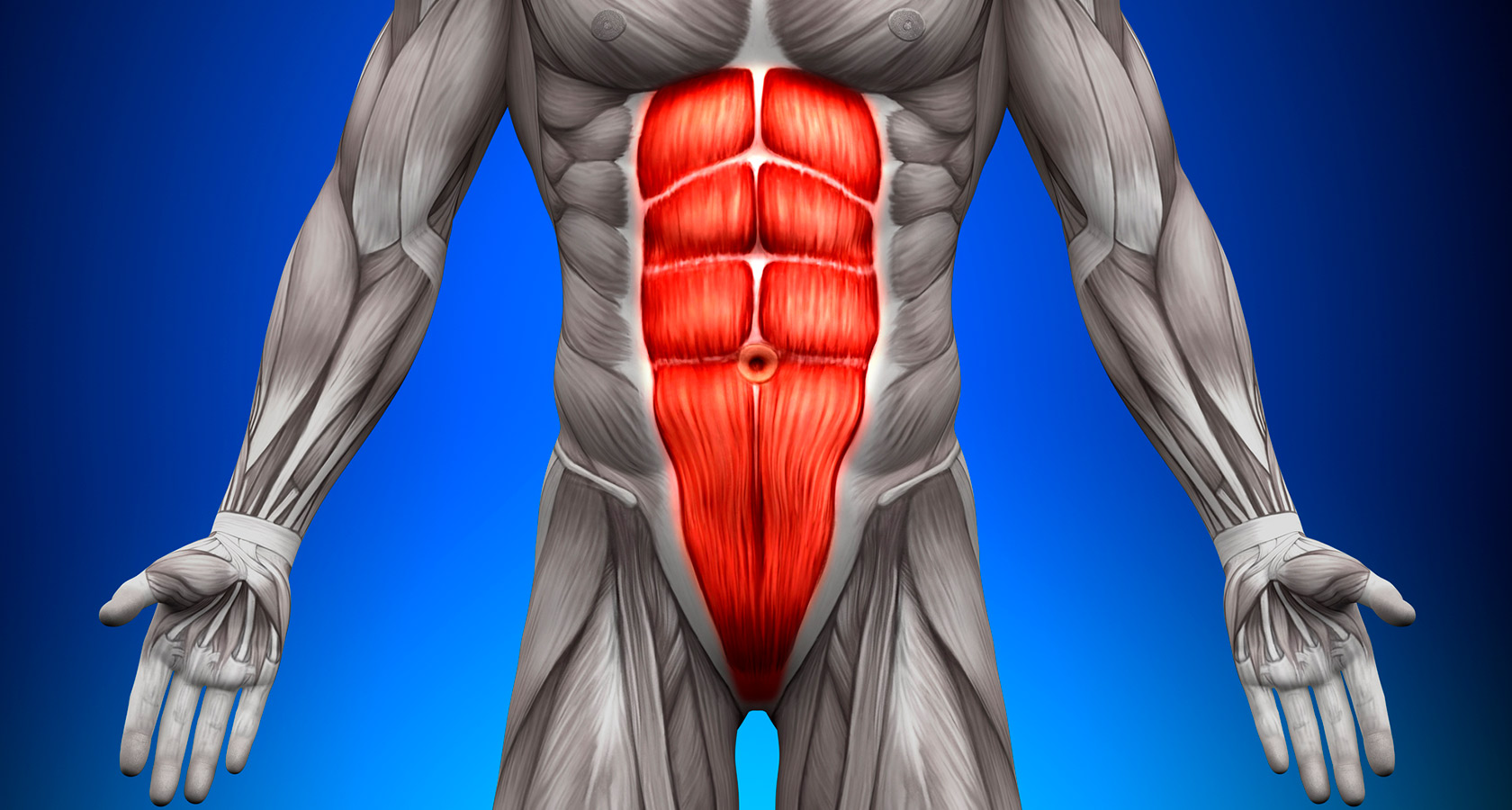 Musculus rectus abdominis