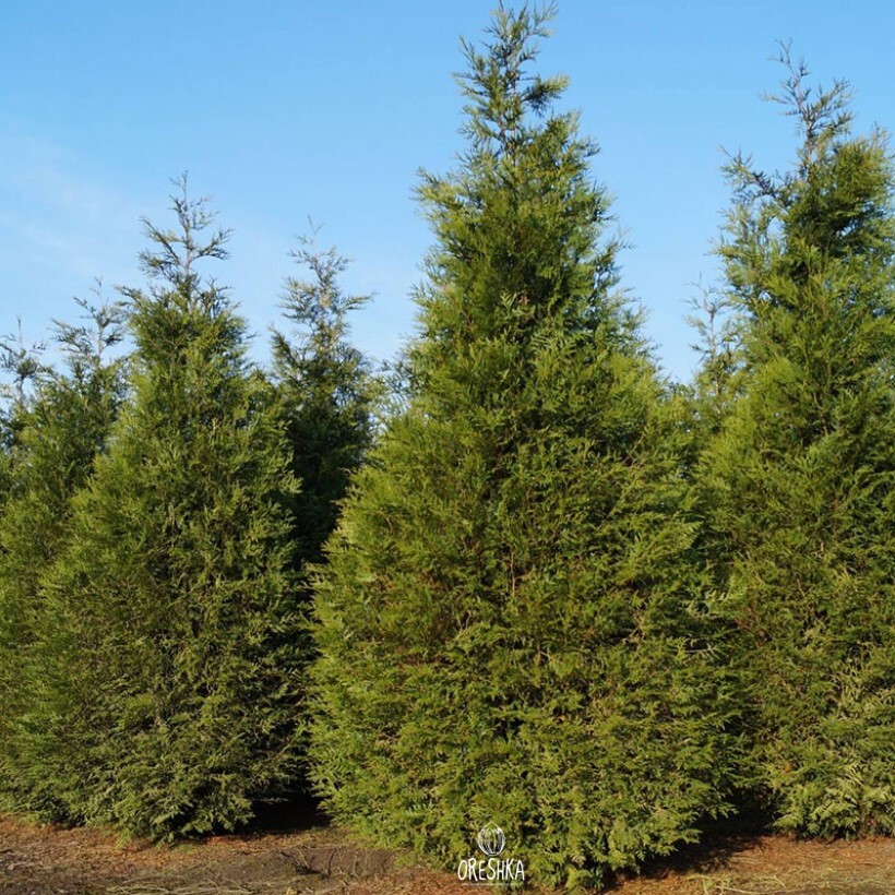 Seeds of Western redcedar (Thuja plicata) — 30 pcs