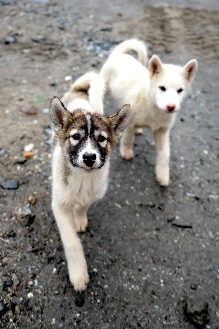 Two Greenland sled dog puppies walking through an East Greenland village. Greenland sled dogs are one of the world's oldest working breeds and have lived alongside Inuit communities for thousands of years. These iconic Arctic dogs remain an essential part of traditional life and can be seen during sailing expeditions through East Greenland's remote settlements