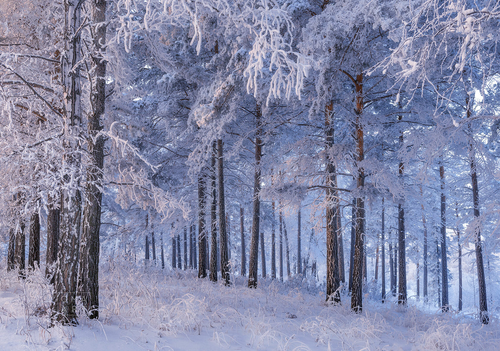 Зимний лес горизонтально