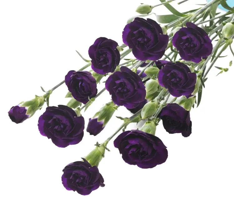 Гвоздика Moonvelvet