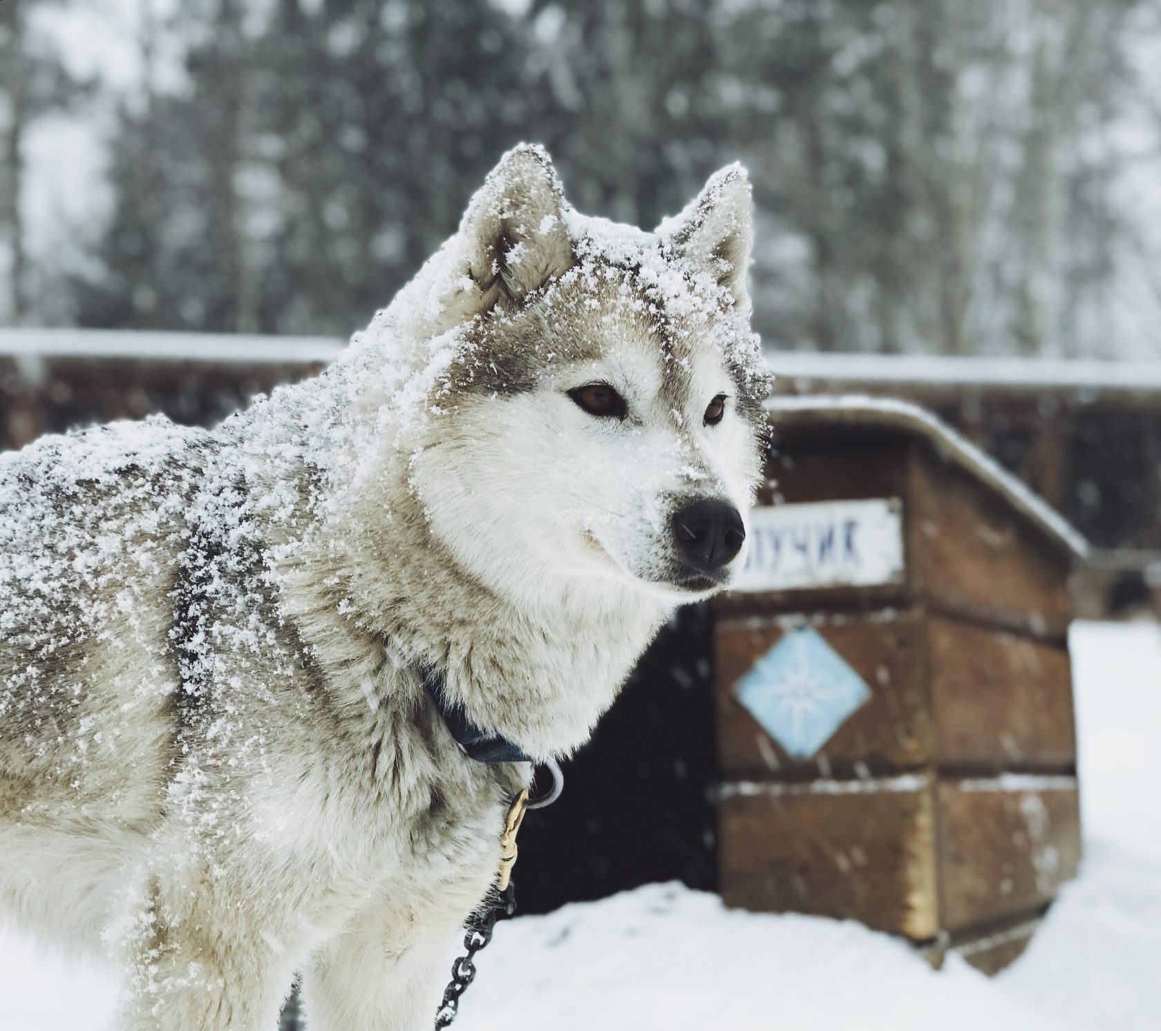 Хаски отдых нижний новгород. Хаски МОА. Хаски МОА Карелия. Husky MOA хаски. Республика Карелия хаски.