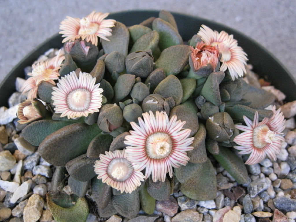 Aloinopsis luckhoffii фото