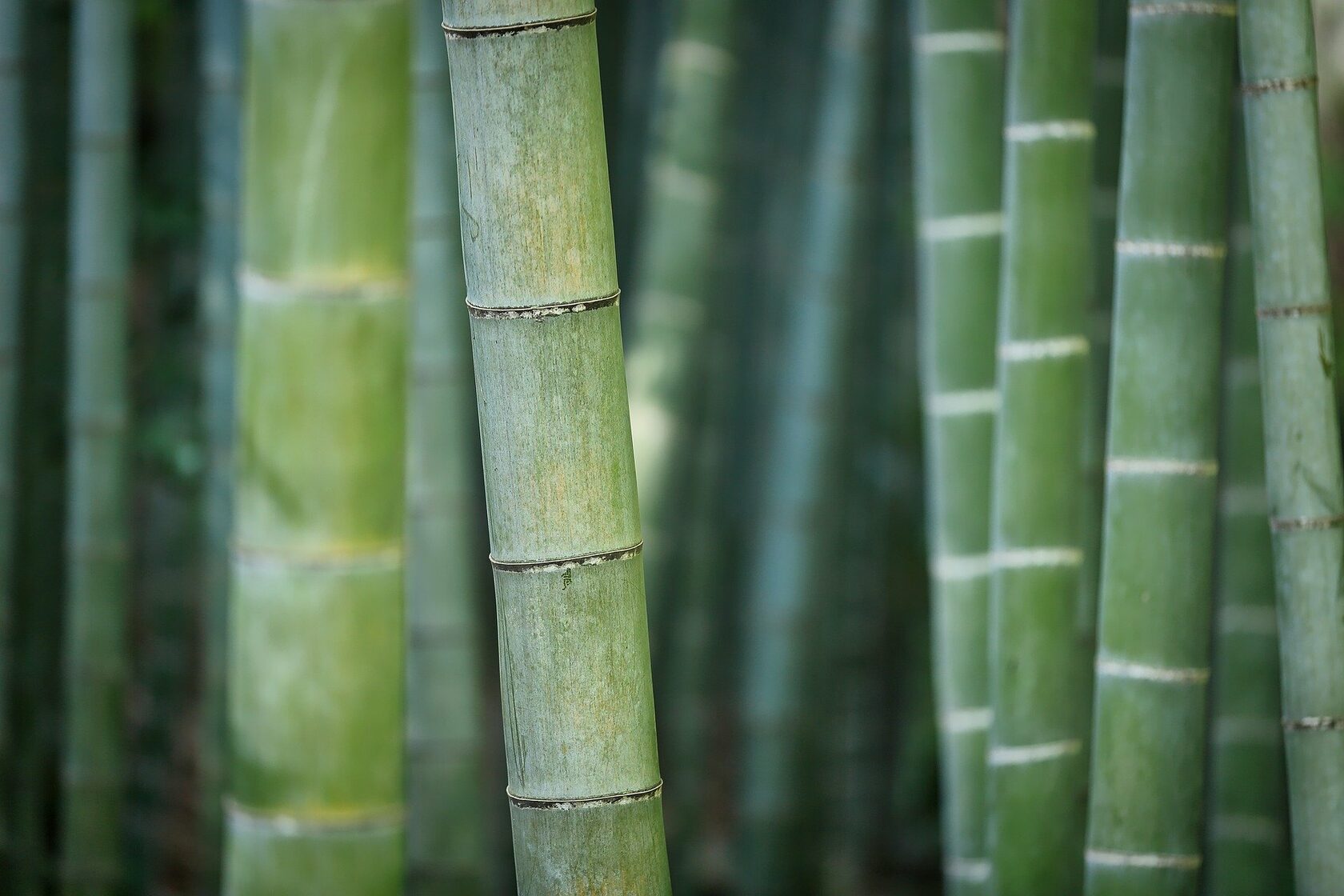 Бамбук картинки