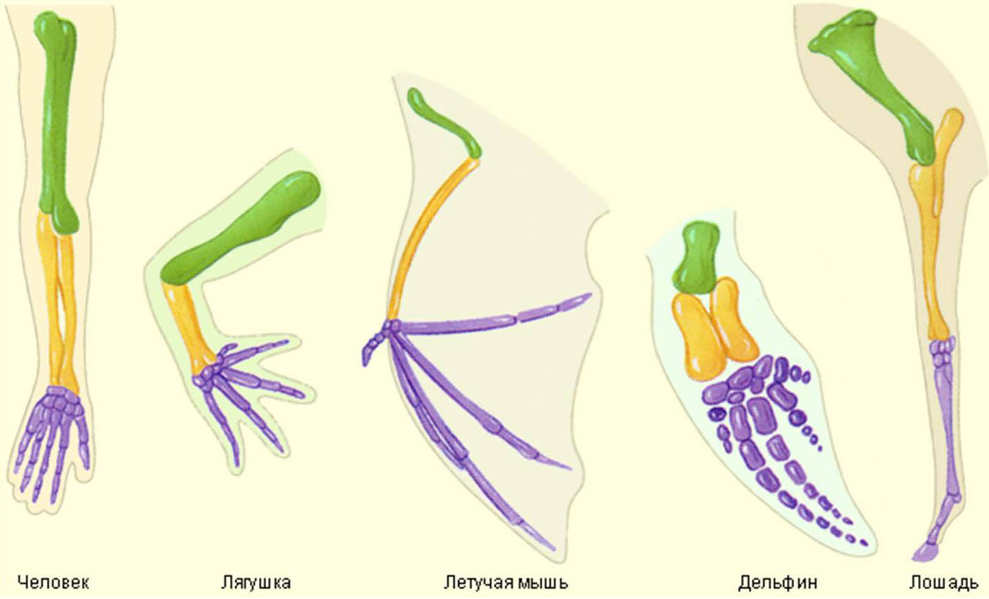 Обратите внимание на общий план строения соответствие разных элементов конечностей