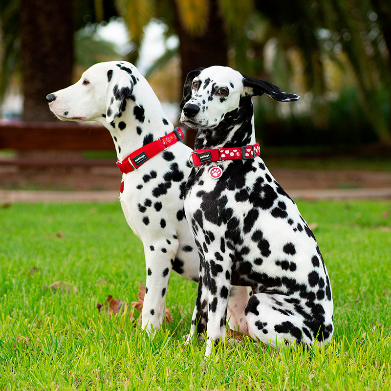 Собака в ошейнике Red Dingo на прогулке