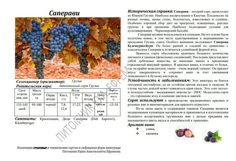 Саперави северный виноград описание. Особенности уборки технических сортов винограда.