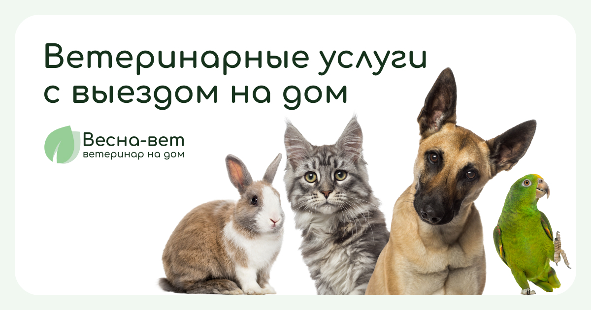 Ветеринарные услуги на дому