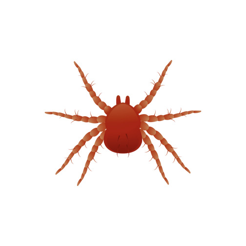 Фитосейулюс Персимилис