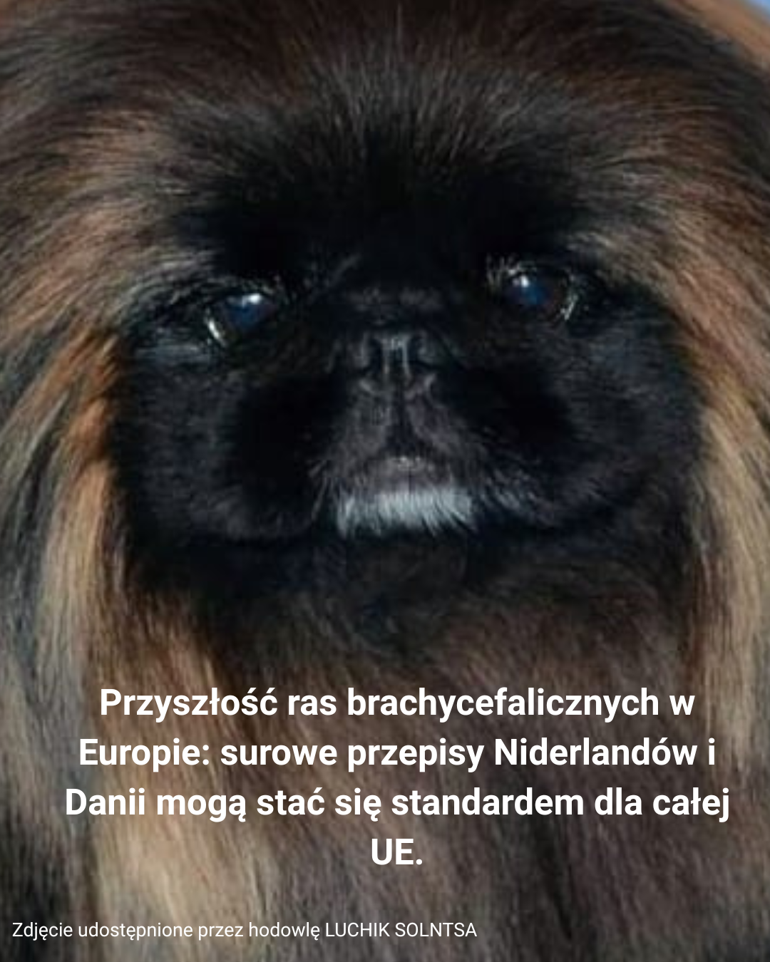 Rasy brachycefaliczne: doświadczenie Niderlandów i Danii