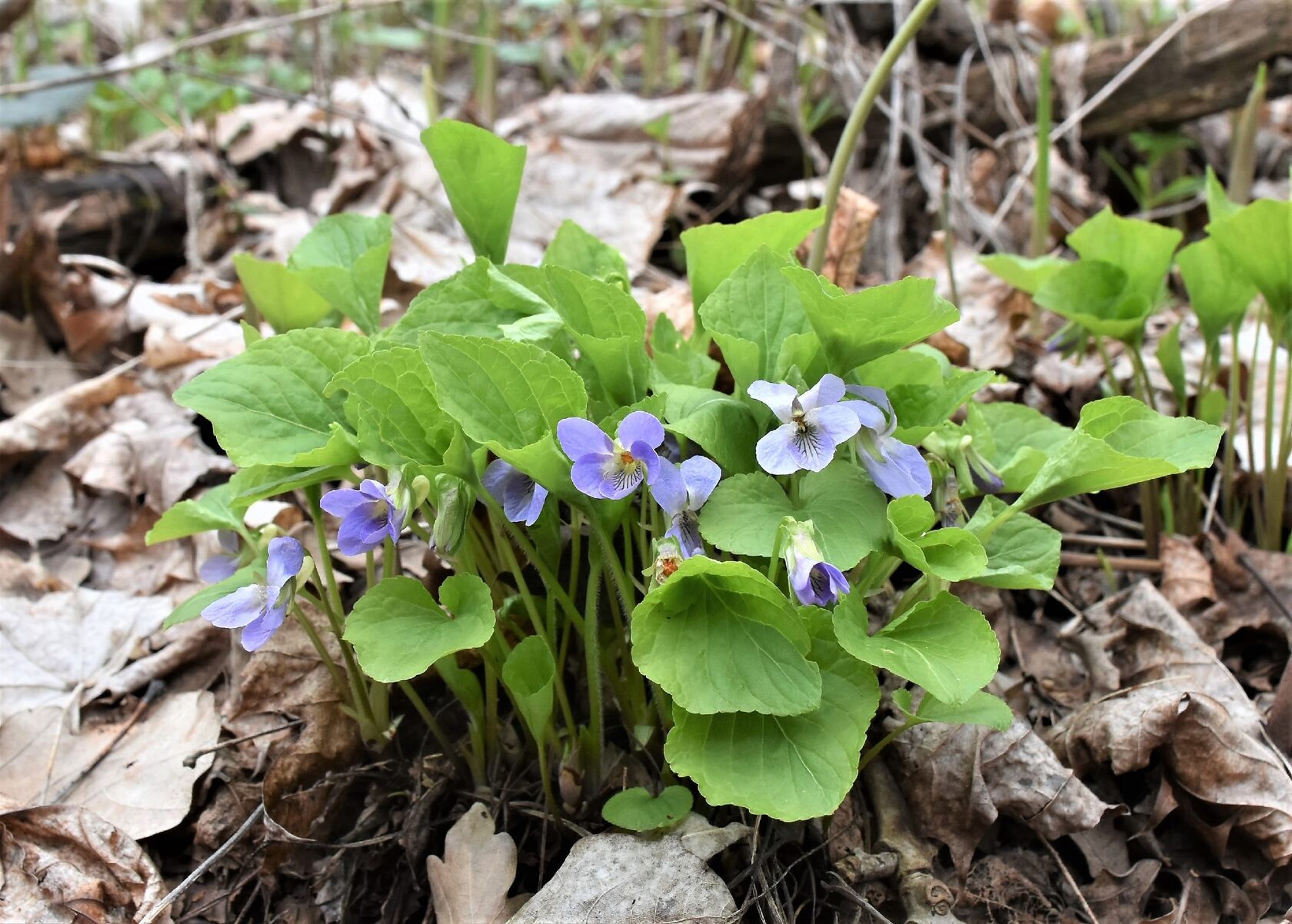 Viola mirabilis L. – Фиалка удивительная