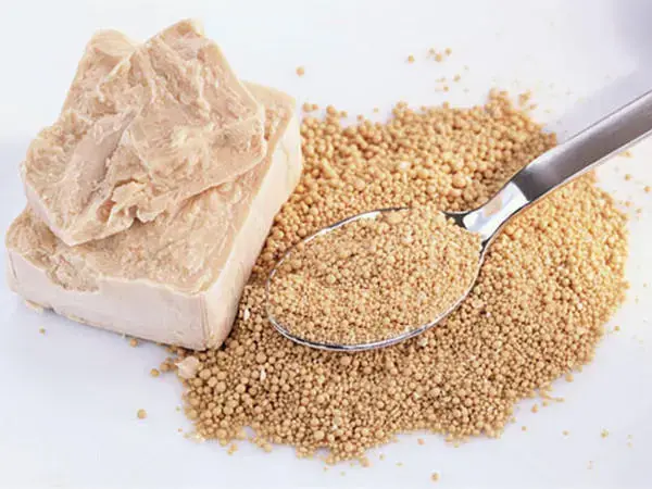 baker's yeast