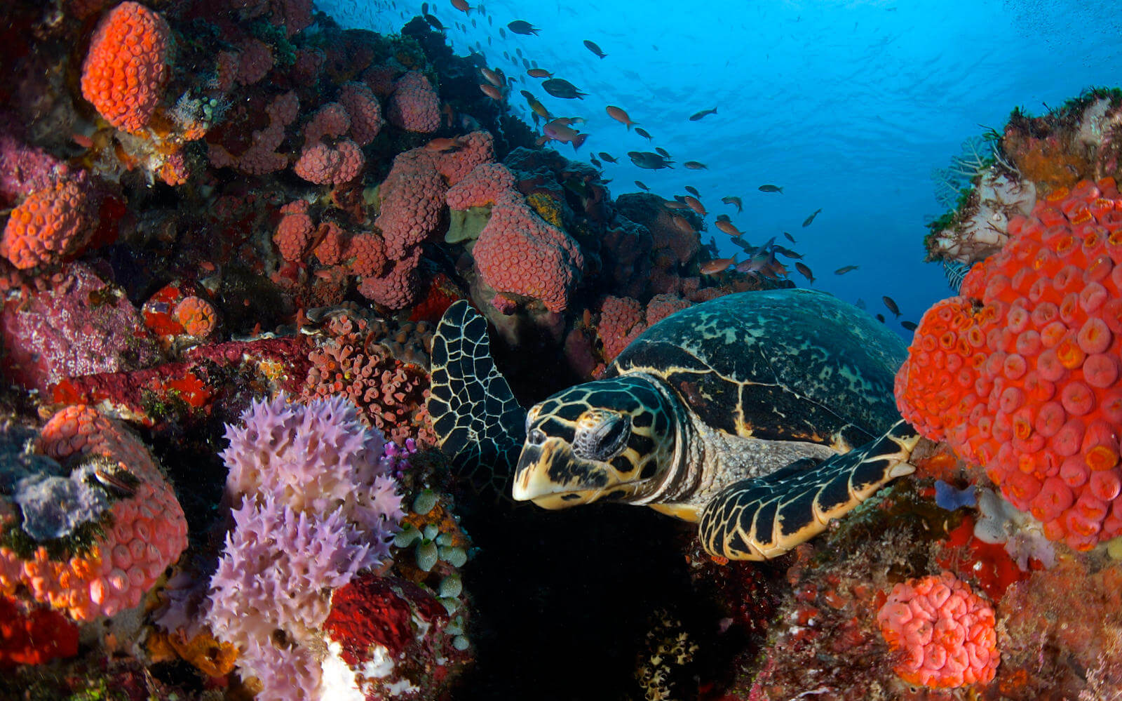 Рыбы морская черепаха. Морские черепахи барьерного рифа. Нац парк Комодо кораллы. Нац парк Комодо кораллы рифы. Остров Комодо дайвинг.