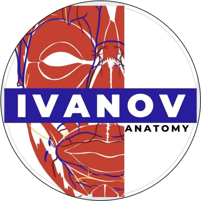 IvanovAnatomy