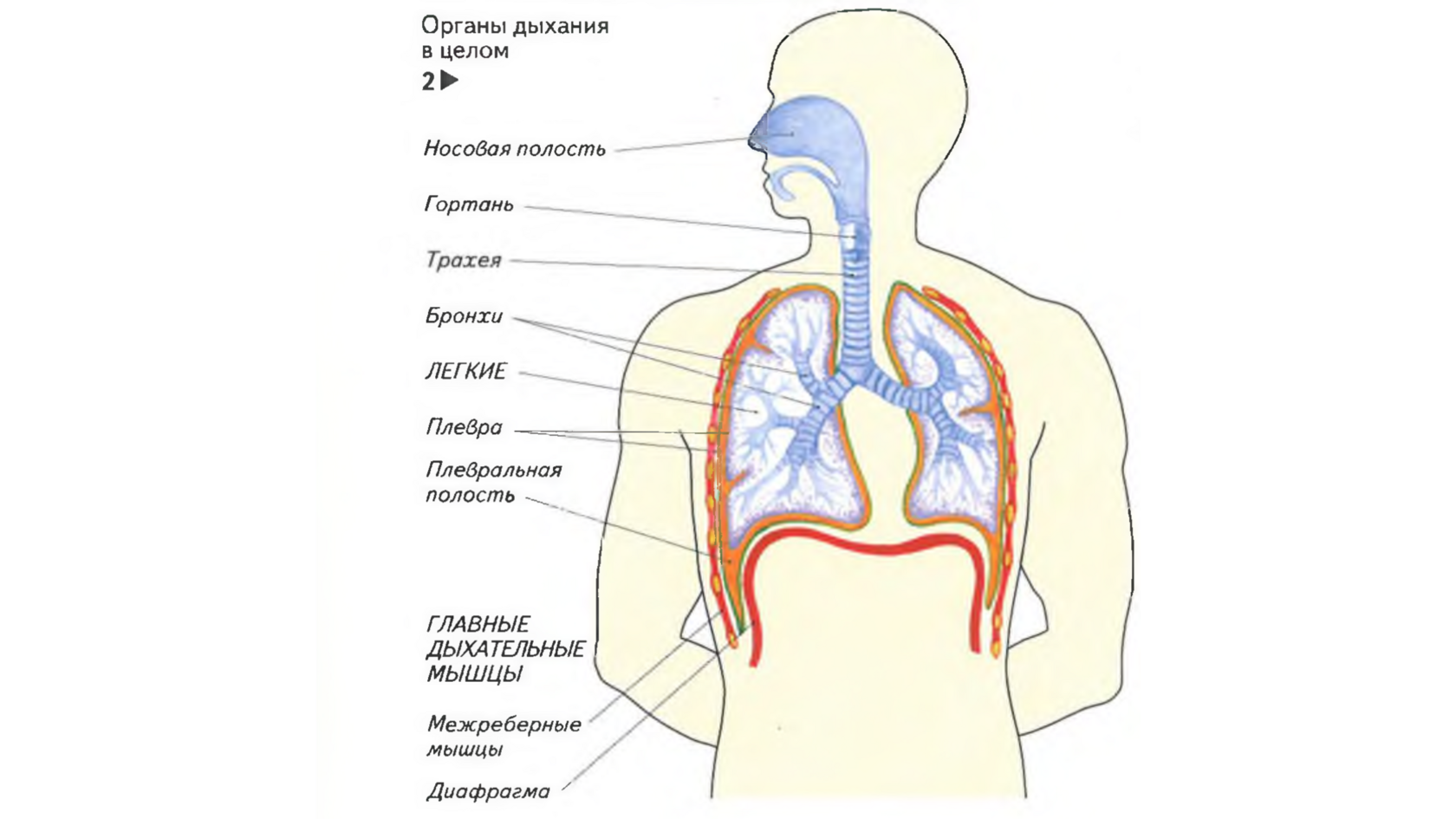Определение дыхание органы дыхания. Строение воздухоносных путей дыхательной системы. Органы дыхательной системы человека схема. Дыхательная система строение и функции дыхательных путей.. Органы дыхательной системы человека рисунок.