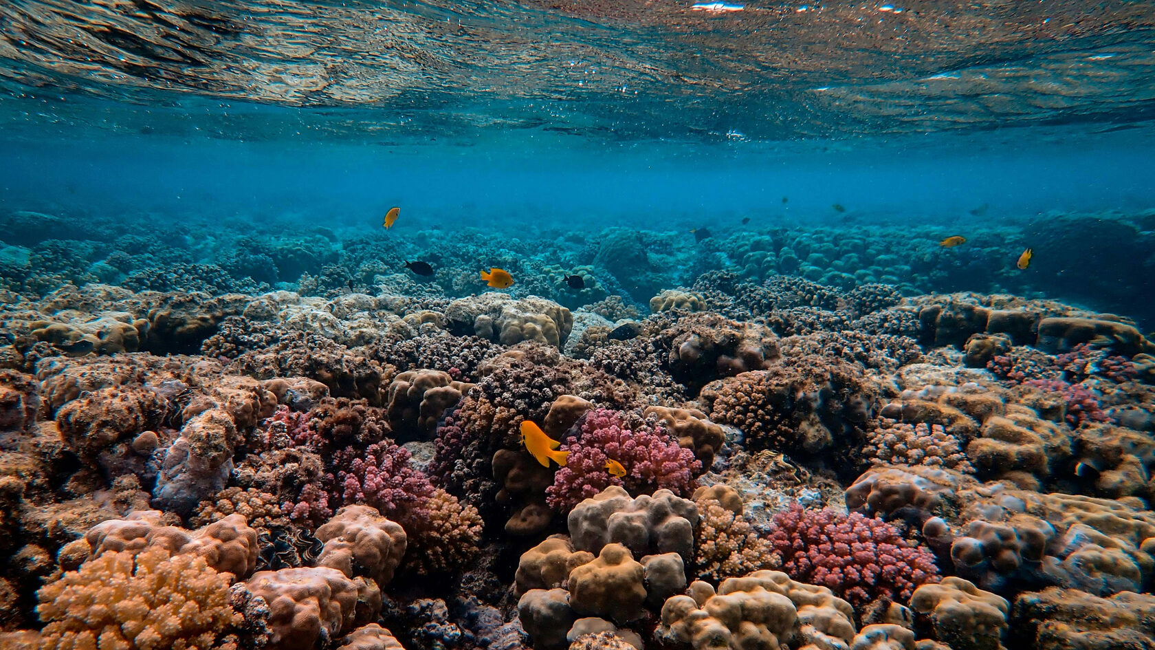 Национальный морской парк Хиккадува. Шри-Ланка