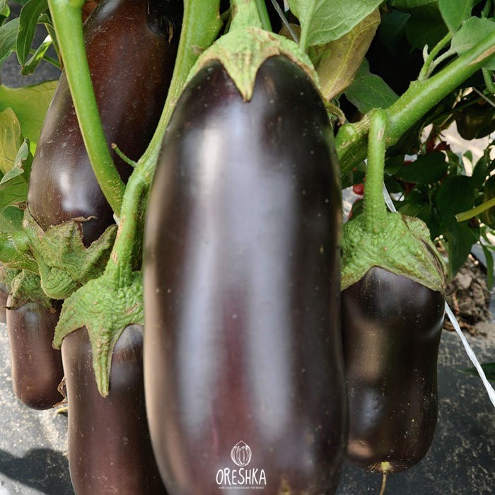Seeds of Eggplant Diamond (Solanum melongena) — 15 pcs