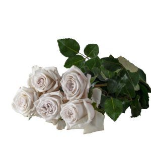 Розы с плантации Subati