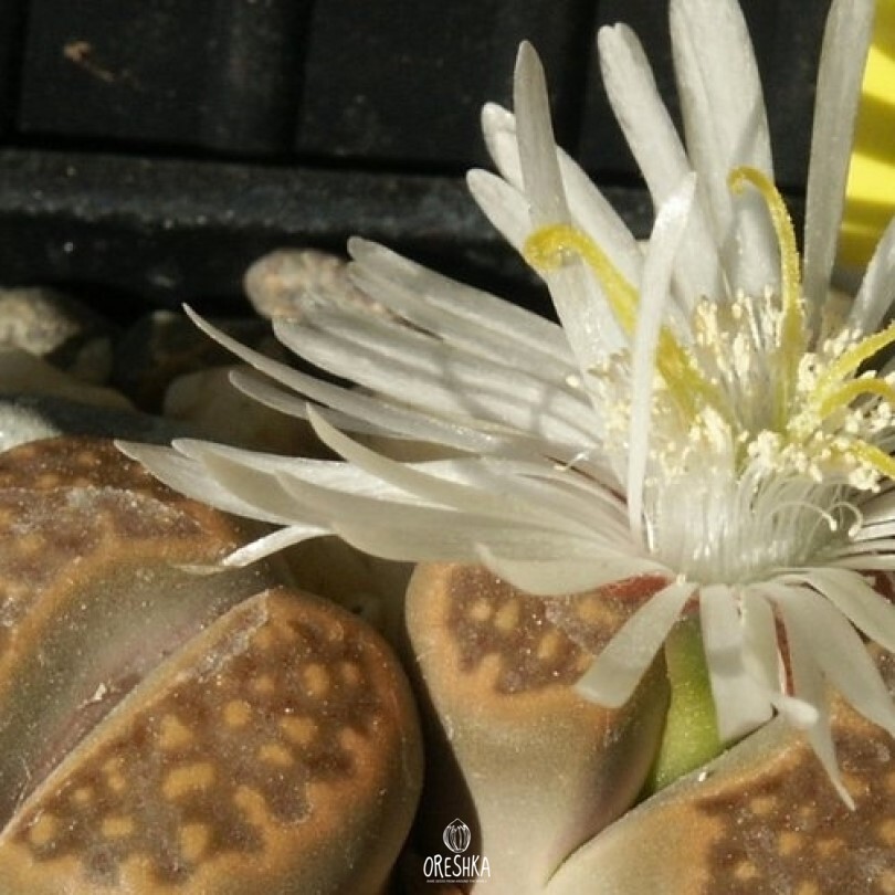 Seeds of Succulent Lithops hallii v. ochracea C 111 (Lithops hallii v. ochracea C 111) — 10 pcs