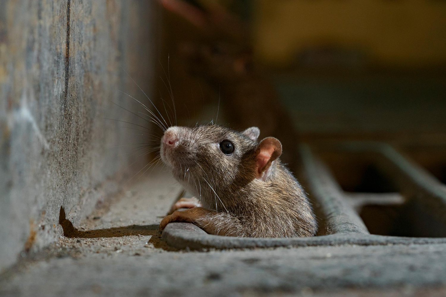 Самодельные ловушки для крыс: как приманить и словить животное