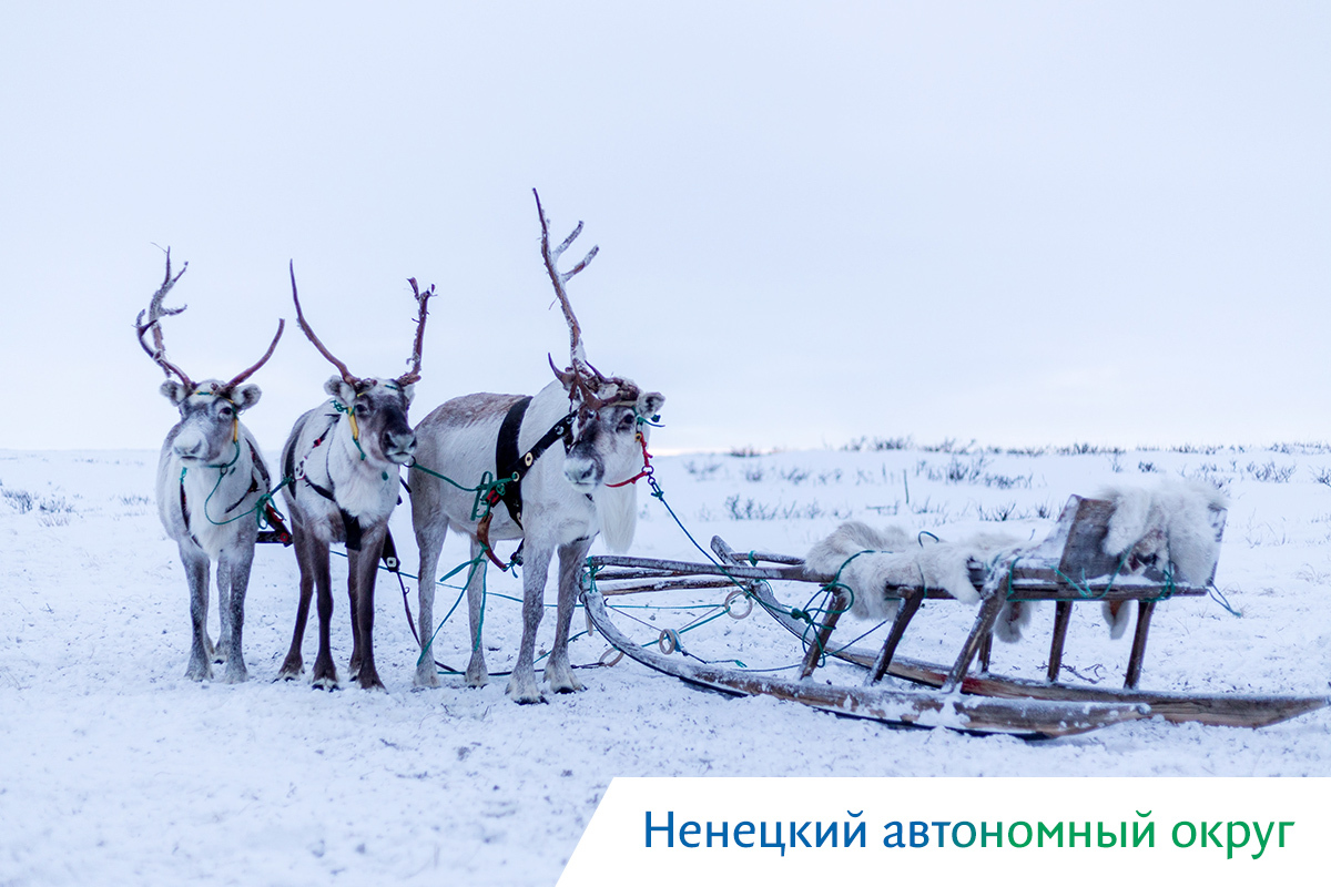 киты в охотском море