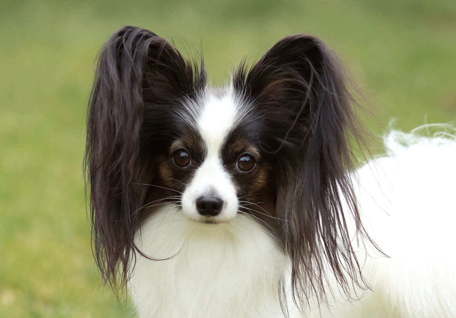 папийон со стоячими ушами