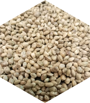 техническая конопля