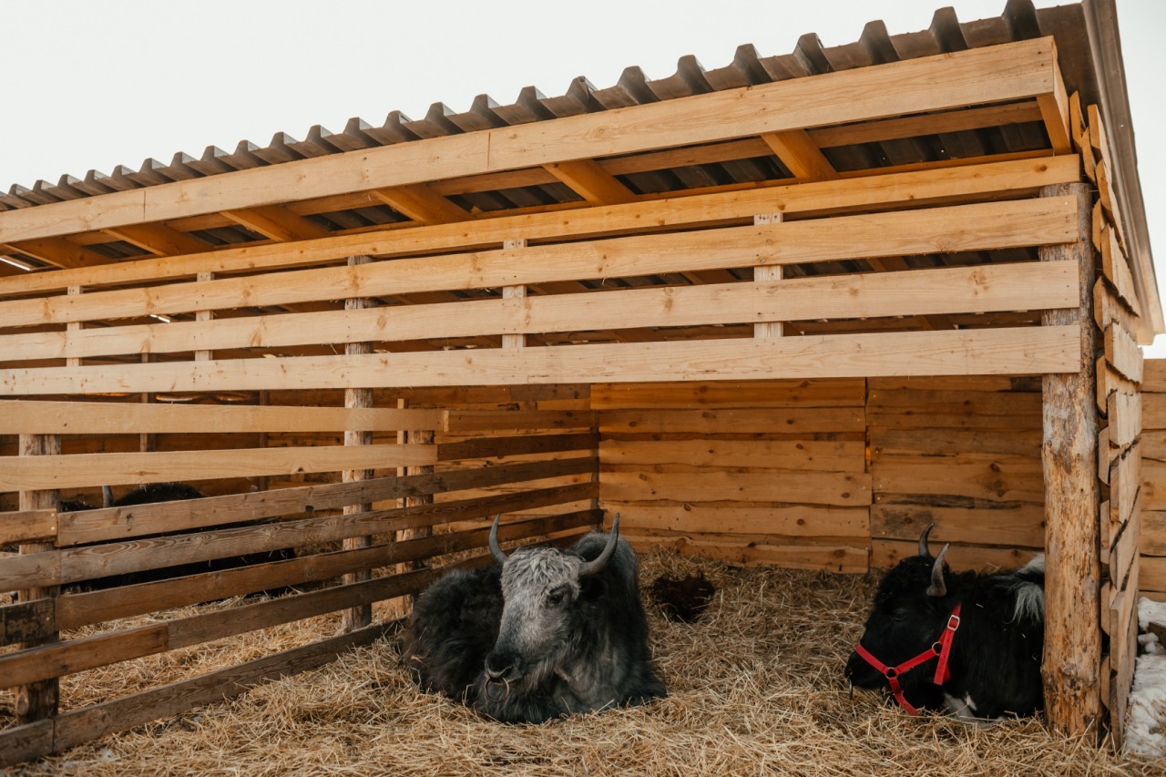 Контактная ферма Воронеж. Farm Village Воронеж. Загородная ферма Воронеж Чертовицы.