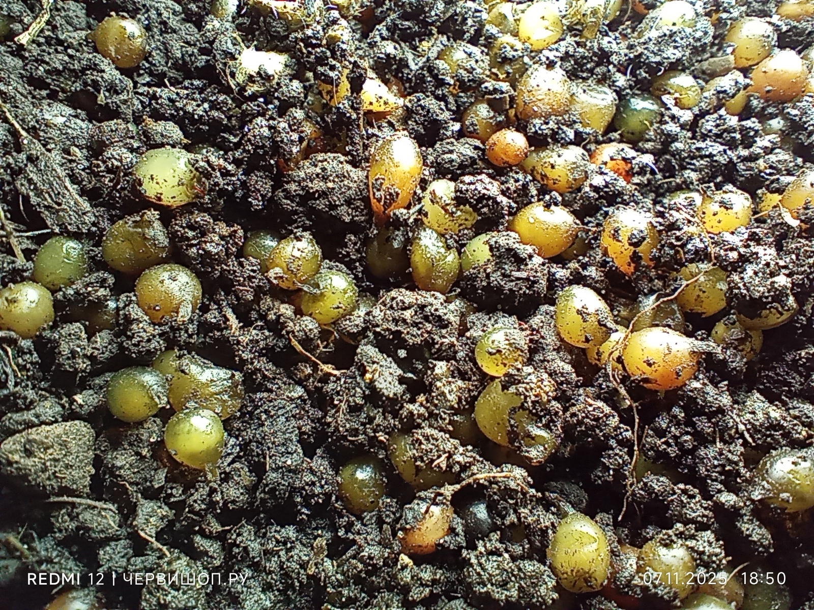 Коконы червей дендробена купить с доставкой