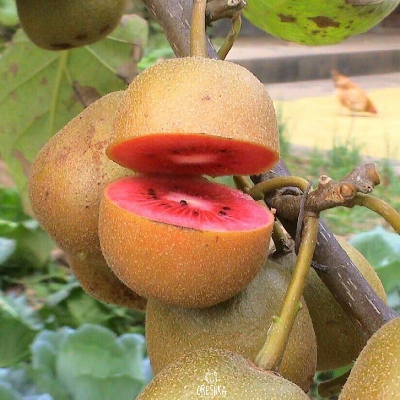 Seeds of Zespri Red Kiwifruit (Actinidia chinensis) — 20 pcs