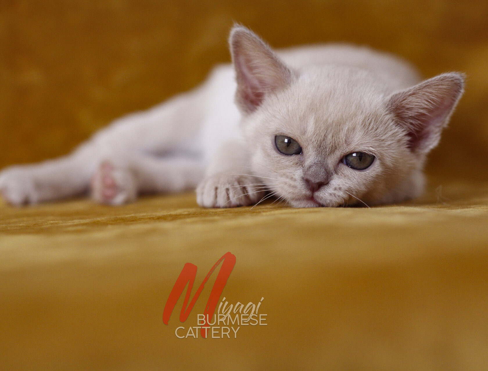 Бурманская кошка характер