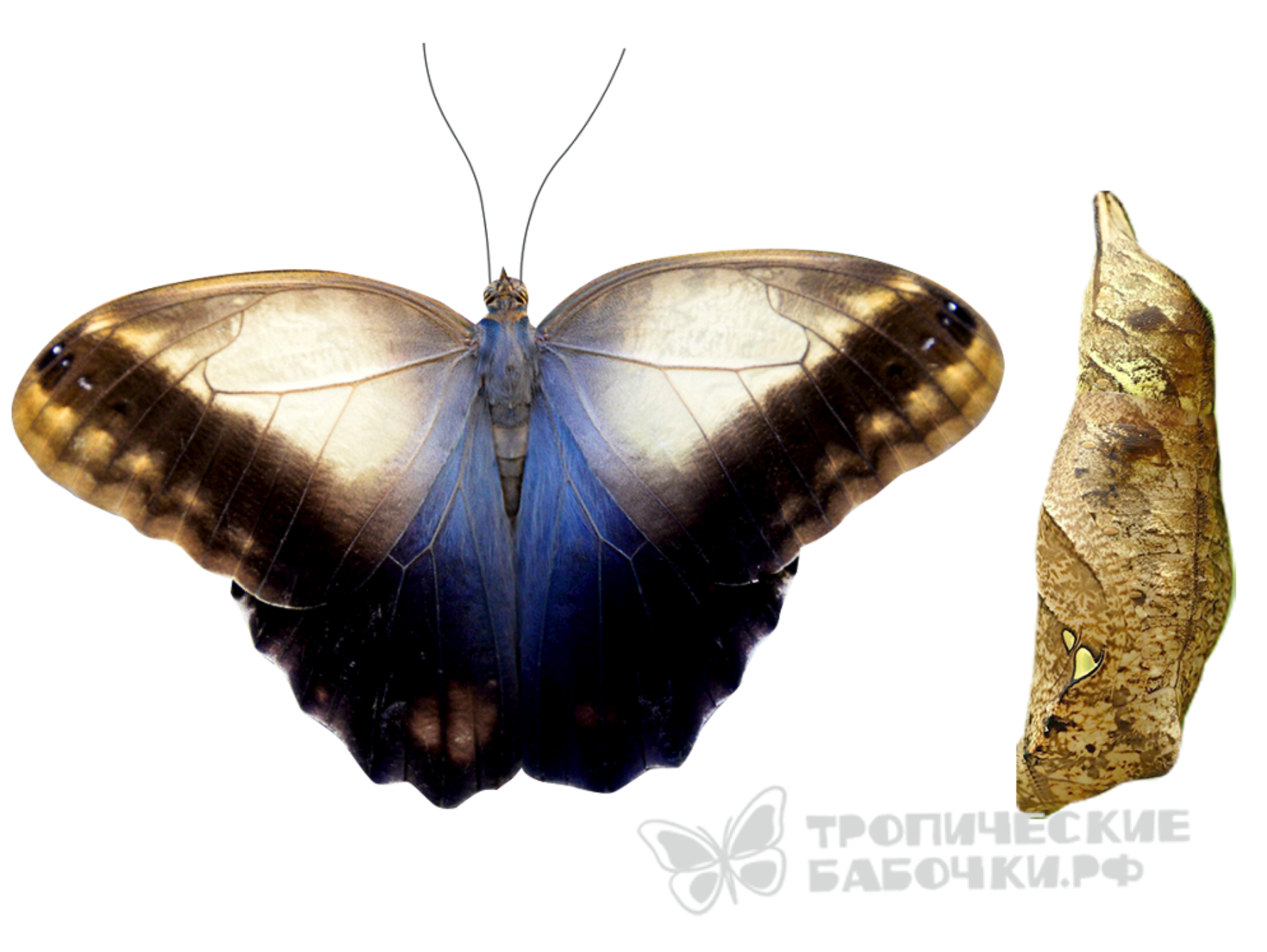 Куколка бабочки Калиго в Москве купить костариканские коконы недорого с ...