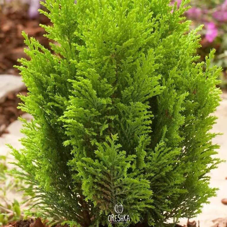 Seeds of Port Orford cedar (Chamaecyparis lawsoniana) — 50 pcs