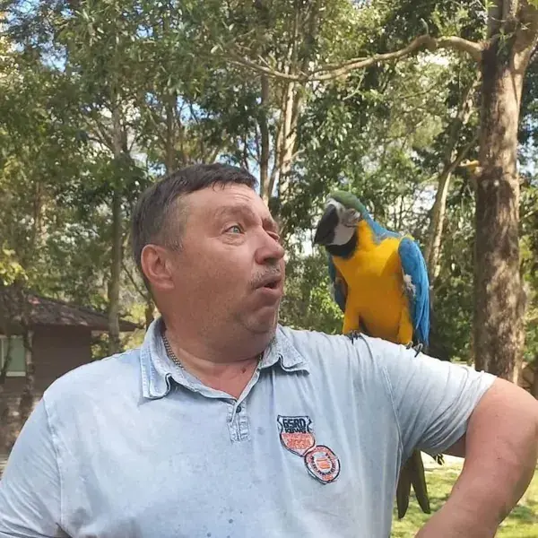 Попугай ара на плече туриста