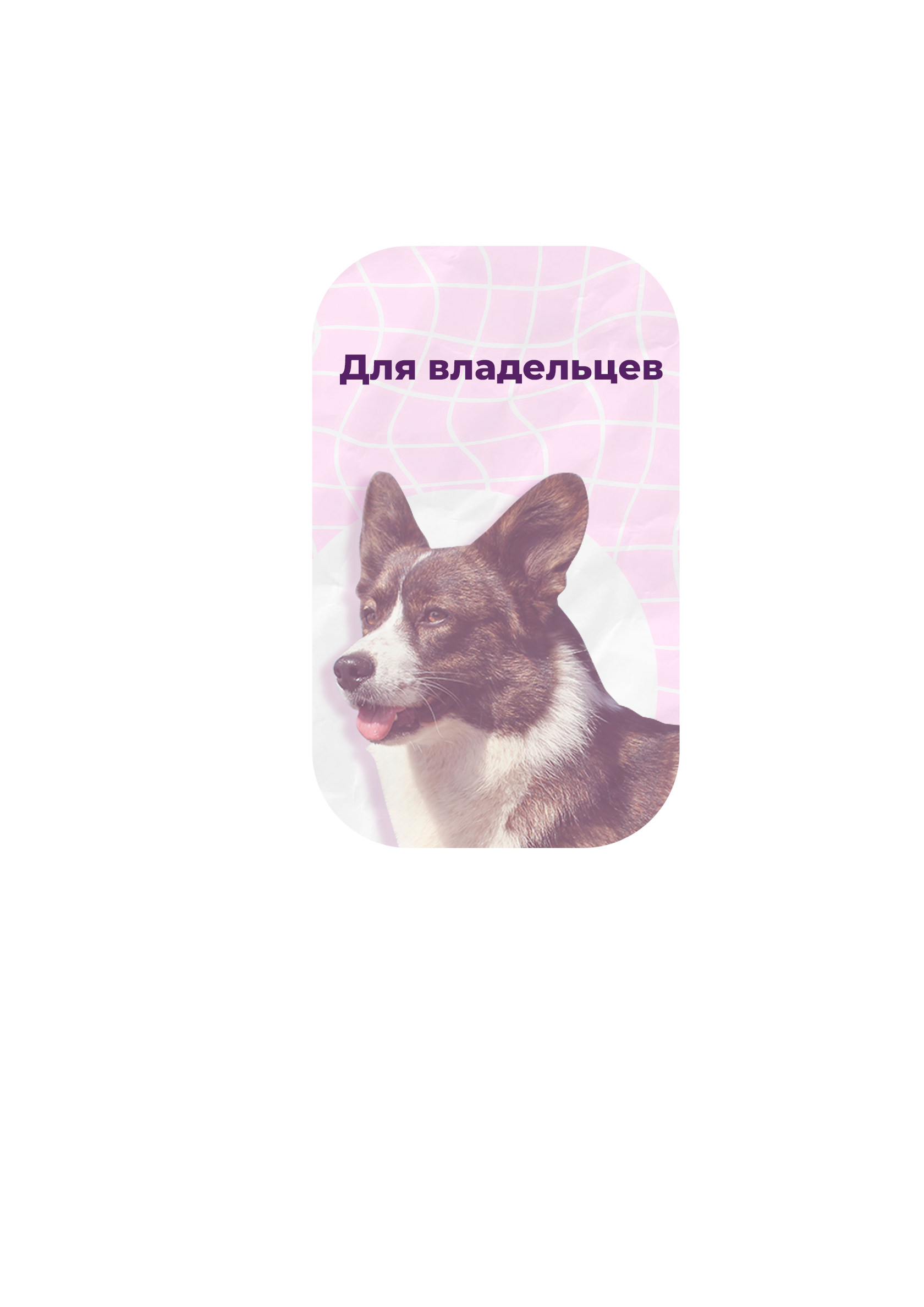 День корги
