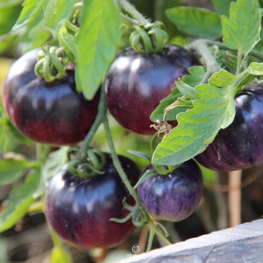 Seeds of Tomato Amethyst Jewel (solanum lycopersicum) — 10 pcs