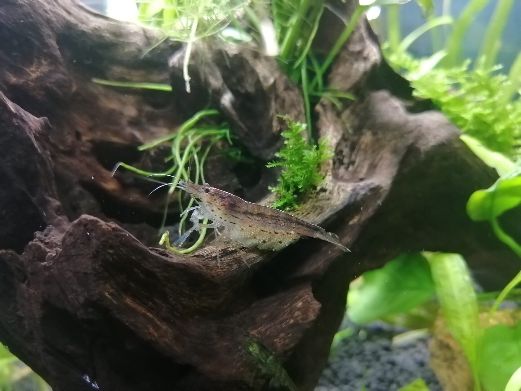 Креветка Амано на камне