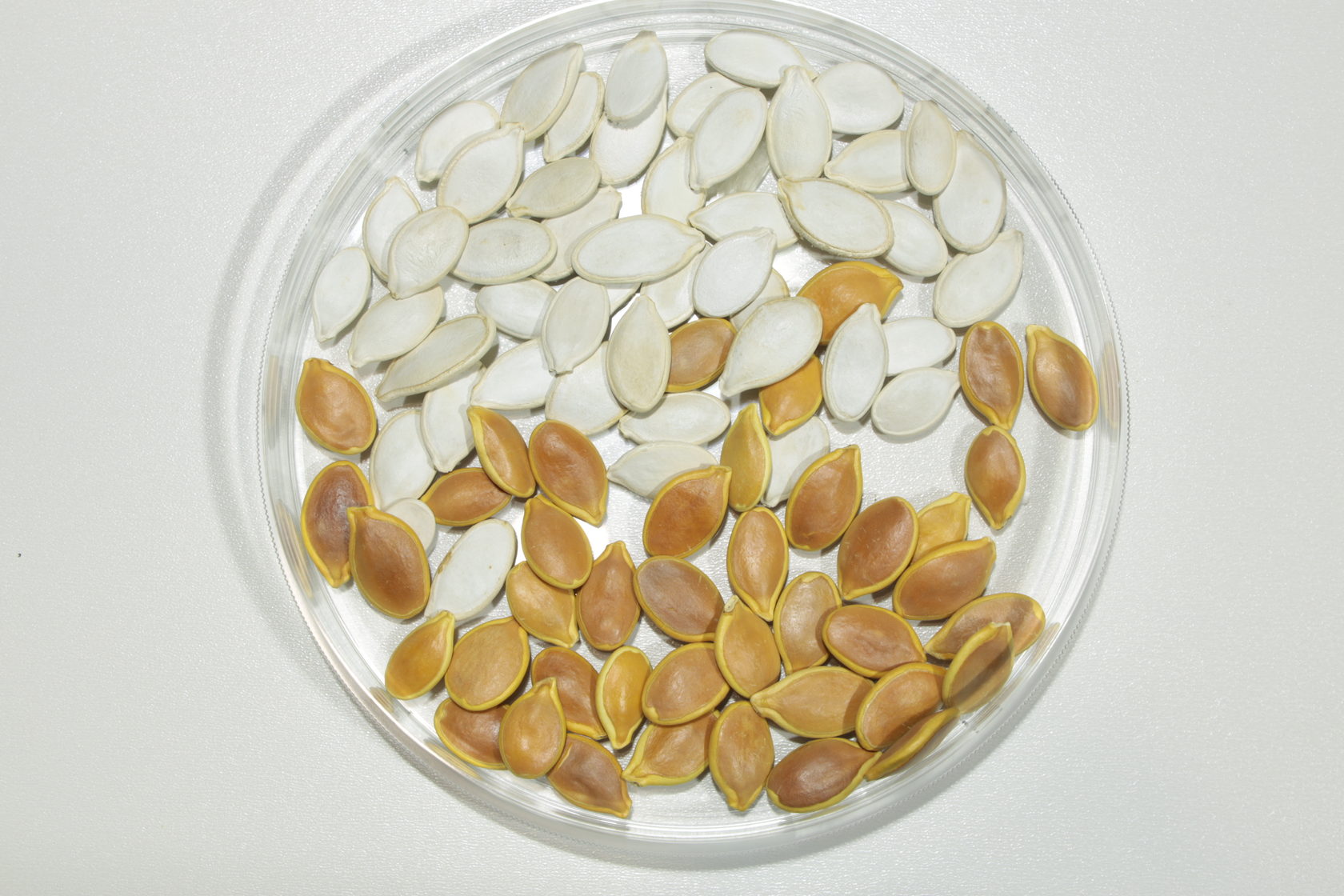 Семена крупноплодных сортов тыквы Агрохолдинга «ПОИСК» (сорта: «Стофунтовая», «Волжская серая» и др.)