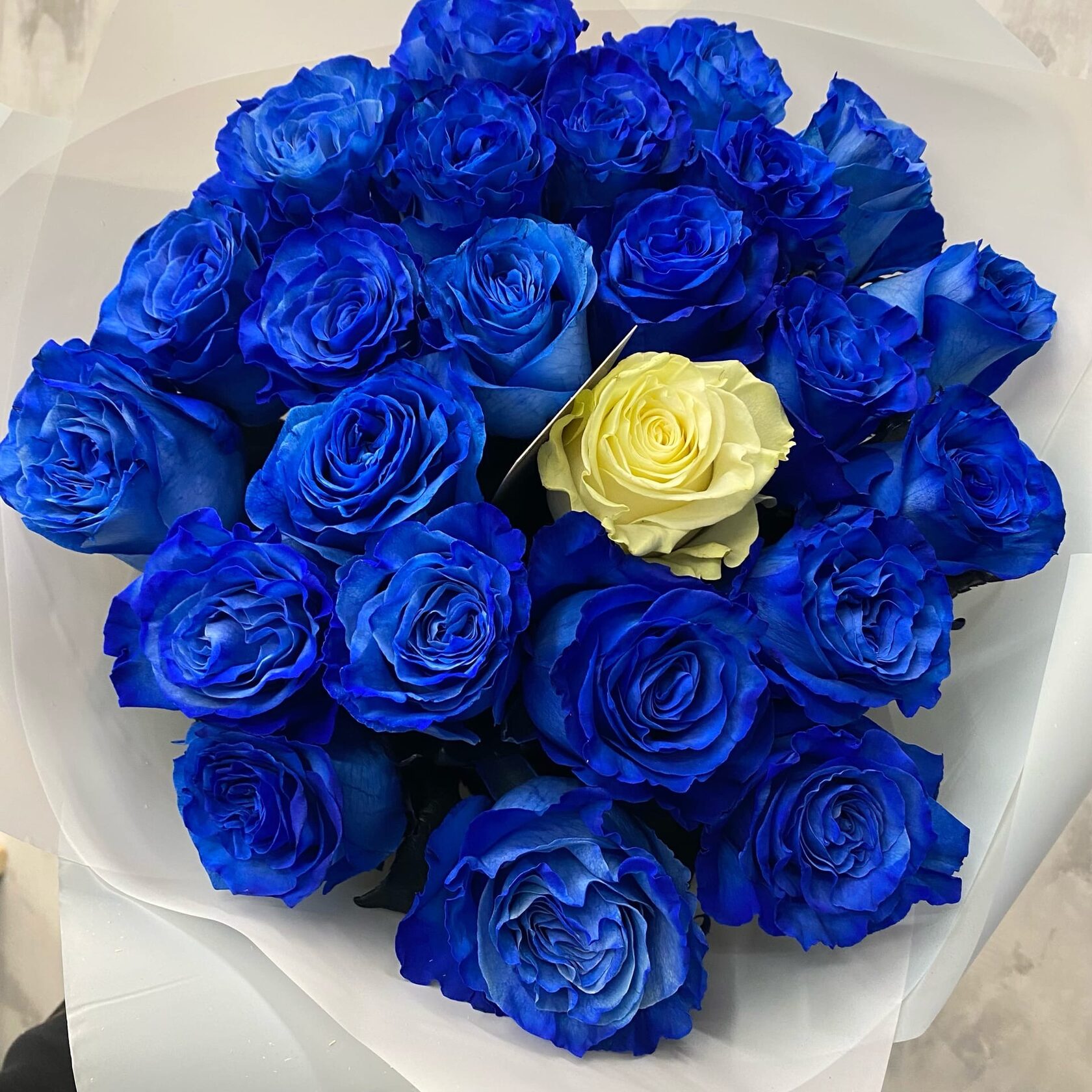 Синие розы картинки