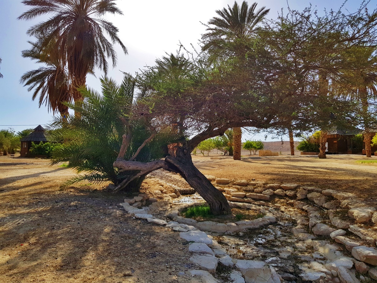 Парк Антилоп - Оазис в пустыне Арава. Отдых и путешествия в Израиле.