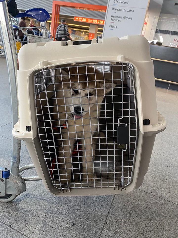 Flying with Large Dogs in Cabin