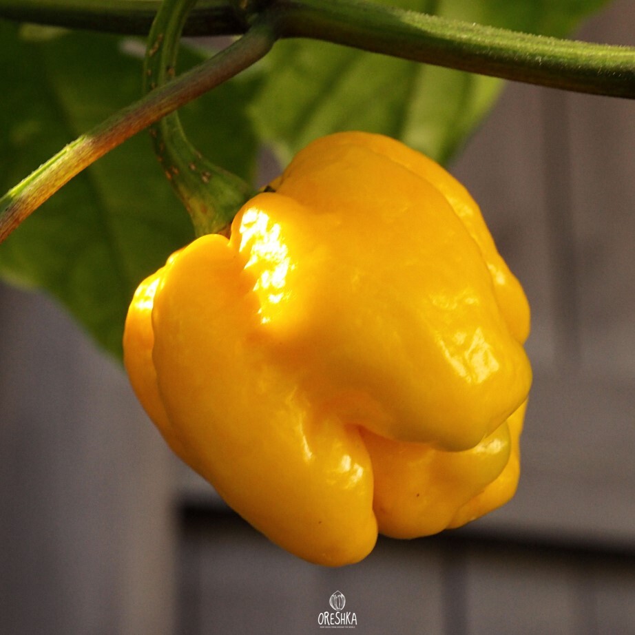 Seeds of Hot pepper Trinidad scorpion Moruga yellow (Capsicum) — 5 pcs