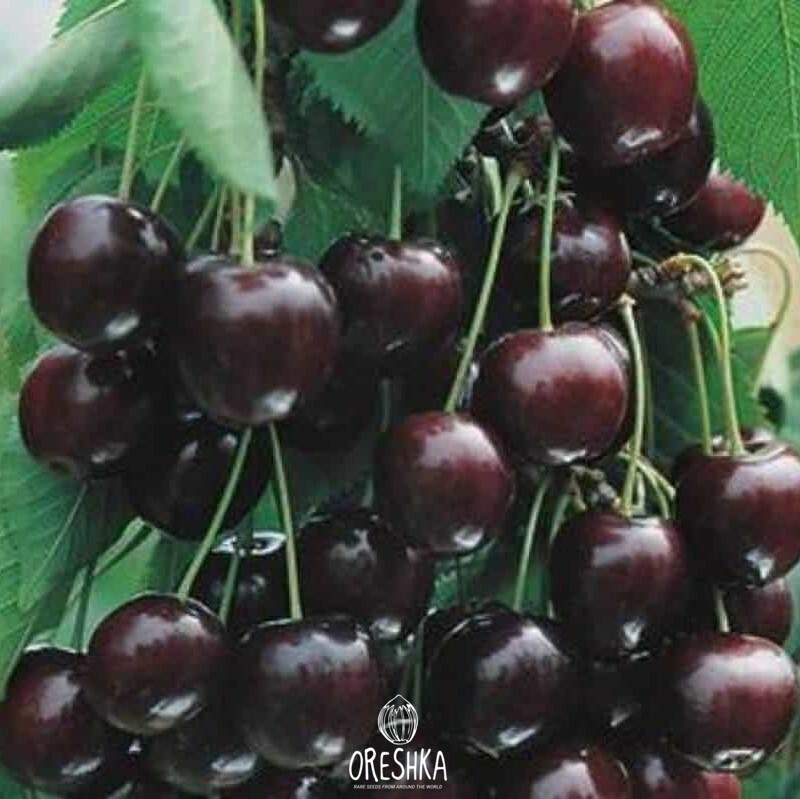 Вишня сорт жуковская. Вишня шоколадница. Саженцы вишня шоколадница. Вишня чернокорка. Черешня шоколадница.