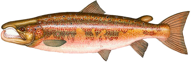 взрослый самец лосося узв аквакультура