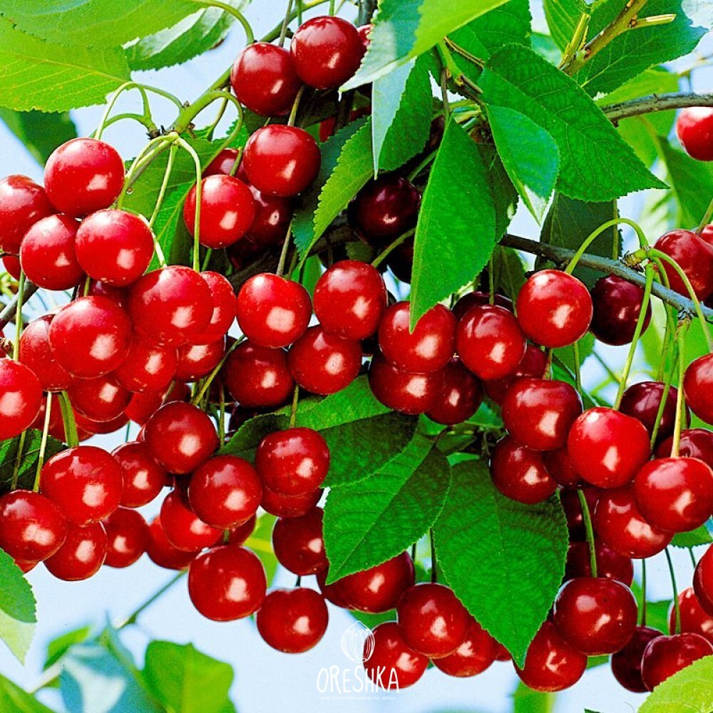 Seeds of Cherry Bush Ural Rubin (Cerasus) — 10 pcs