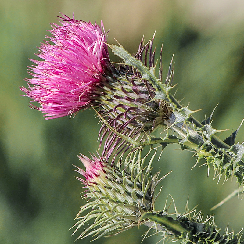 Расторопша Metabiotic FRS