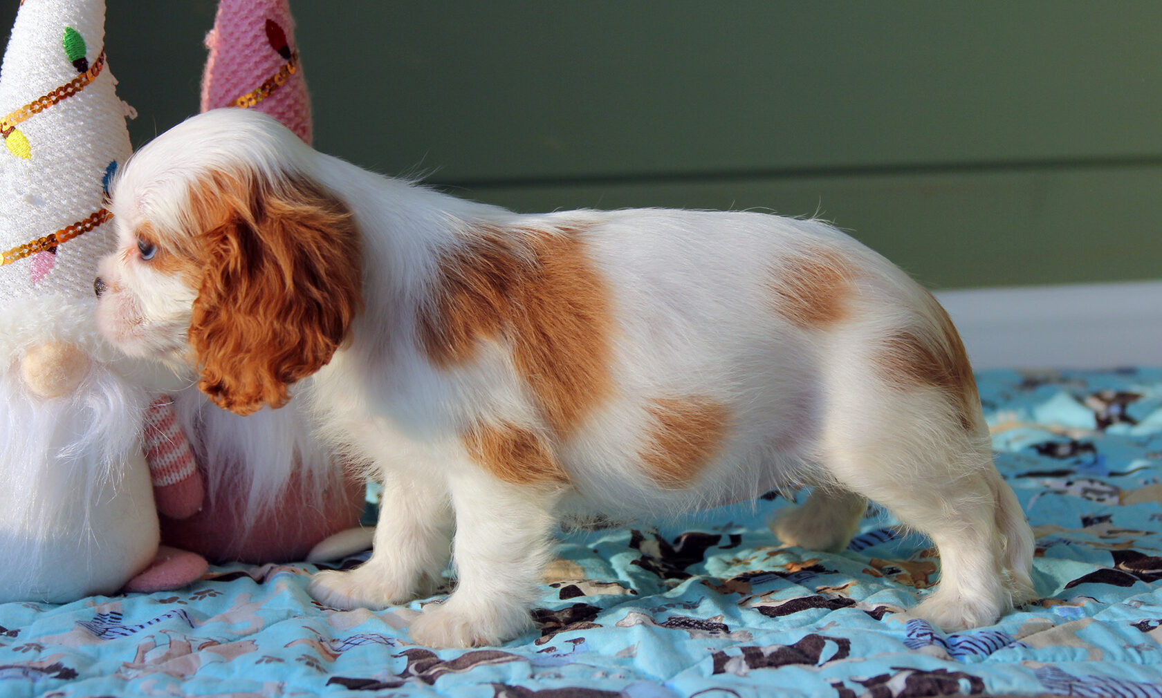 толстый щенок