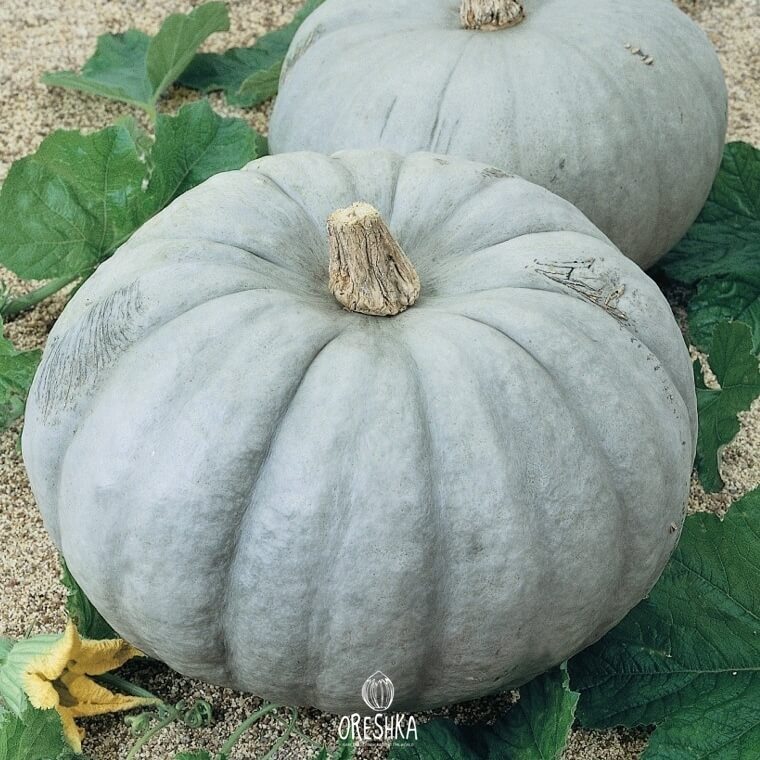 Seeds of Pumpkin table winter sweet (Cucurbita) — 5 pcs