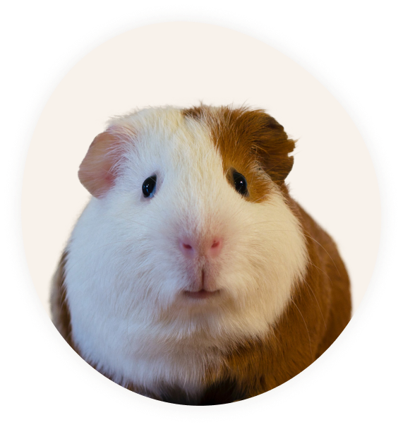 Ветеринар эксперт — ветеринарные услуги на дому в Москве